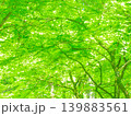 新緑の季節の緑色の葉を付けた樹木を撮影した写真 新緑の季節の緑色の葉を付けた樹木を撮影した写真 139883561