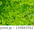 新緑の季節の緑色の葉を付けた樹木を撮影した写真 新緑の季節の緑色の葉を付けた樹木を撮影した写真 139883562