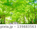 新緑の季節の緑色の葉を付けた樹木を撮影した写真 新緑の季節の緑色の葉を付けた樹木を撮影した写真 139883563
