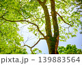 新緑の季節の緑色の葉を付けた樹木を撮影した写真 新緑の季節の緑色の葉を付けた樹木を撮影した写真 139883564