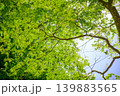 新緑の季節の緑色の葉を付けた樹木を撮影した写真 新緑の季節の緑色の葉を付けた樹木を撮影した写真 139883565