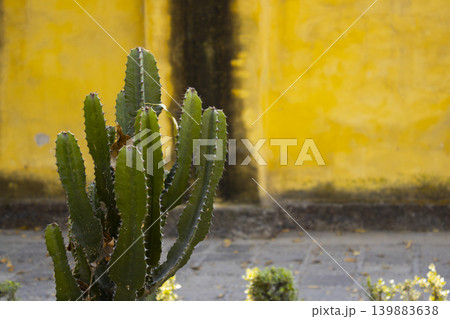 Green cactus against yellow wall background 139883638