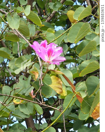 Close up Bauhinia variegata pink flowers on ornamental tropical tree 139883651