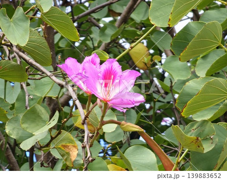 Close up Bauhinia variegata pink flowers on ornamental tropical tree Close up Bauhinia variegata pink flowers on ornamental tropical tree 139883652
