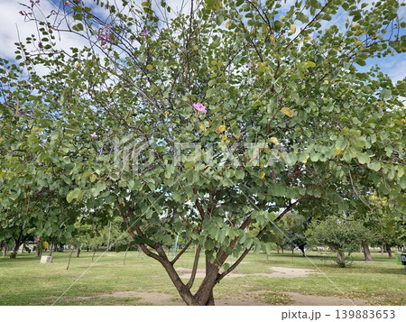Bauhinia variegata ornamental flowering tree in Cordoba Argentina park Bauhinia variegata ornamental flowering tree in Cordoba Argentina park 139883653