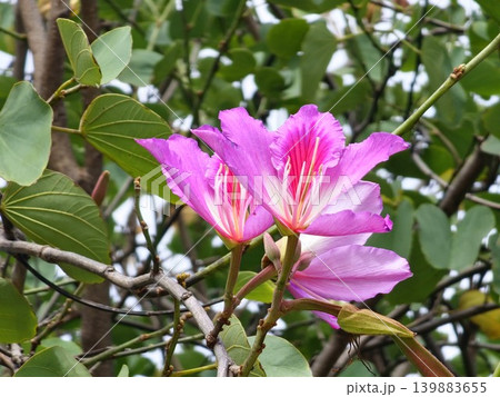 Bauhinia variegata pink flowers among green leaves in Cordoba Argentina Bauhinia variegata pink flowers among green leaves in Cordoba Argentina 139883655
