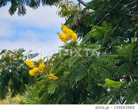 Golden flowers of Peltophorum dubium tropical ornamental tree in Cordoba Argentina Golden flowers of Peltophorum dubium tropical ornamental tree in Cordoba Argentina 139883668