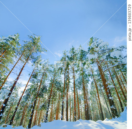 Trees, environment and snow in winter as landscape in Canada or ski vacation in mountains or holiday, explore or adventure. Forest, outdoor and cold weather or ice nature for view, freezing or travel Trees, environment and snow in winter as landscape in Canada or ski vacation in mountains or holiday, explore or adventure. Forest, outdoor and cold weather or ice nature for view, freezing or travel 139883729