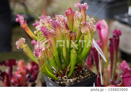 Potted Sarracenia leucophylla cluster colorful pitchers carnivorous bog plants display 139883800