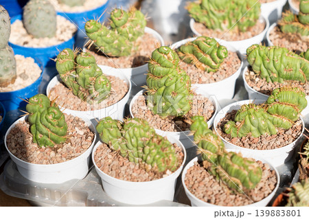 Crested monstrose Eulychnia castanea cactus offsets in white pots nursery market display Crested monstrose Eulychnia castanea cactus offsets in white pots nursery market display 139883801