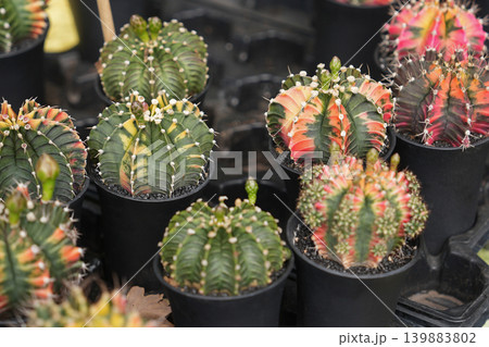 Group of variegated gymnocalycium cactus plants in black pots nursery Group of variegated gymnocalycium cactus plants in black pots nursery 139883802