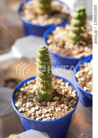 Eulychnia castanea spiralis necklace stacked leaves succulents blue pots closeup Eulychnia castanea spiralis necklace stacked leaves succulents blue pots closeup 139883803