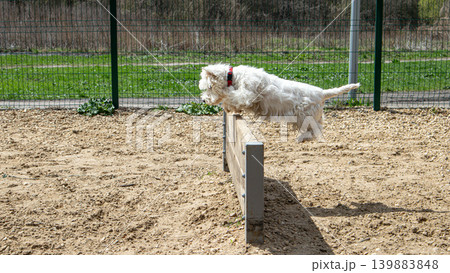 A white Westie dog is in mid air while jumping over a wooden obstacle at a pet training facility. The scene is set on a sunny day with grass in the background. 139883848