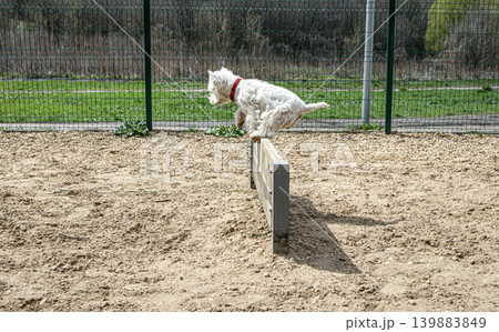 A West Highland White Terrier jumps over a wooden hurdle during agility training at an outdoor dog park. The sun is shining, and the grass is green in the background. A West Highland White Terrier jumps over a wooden hurdle during agility training at an outdoor dog park. The sun is shining, and the grass is green in the background. 139883849