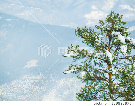 Snow, trees and winter or mountain forest for trekking adventure in cold weather, environment or freezing. Woods, hill and Swiss Alps in nature landscape for outdoor exploring or ice, frost or travel Snow, trees and winter or mountain forest for trekking adventure in cold weather, environment or freezing. Woods, hill and Swiss Alps in nature landscape for outdoor exploring or ice, frost or travel 139883979