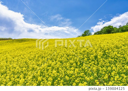 初夏に咲く菜の花 三ノ倉高原(スキー場)の花畑 福島県喜多方市 初夏に咲く菜の花 三ノ倉高原(スキー場)の花畑 福島県喜多方市 139884125