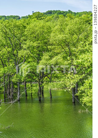 新緑の白川湖と水没林 山形県飯豊町 新緑の白川湖と水没林 山形県飯豊町 139884227