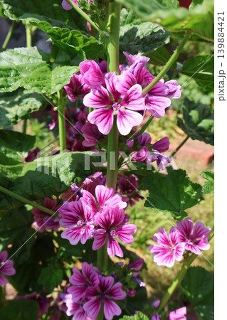 花壇に咲くゼニアオイの花 花壇に咲くゼニアオイの花 139884421