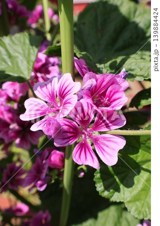 花壇に咲くゼニアオイの花 花壇に咲くゼニアオイの花 139884424
