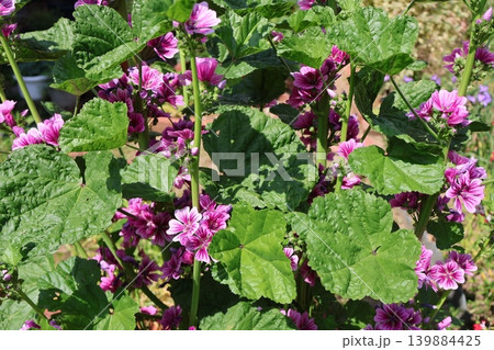 花壇に咲くゼニアオイの花 花壇に咲くゼニアオイの花 139884425