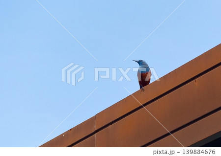 快晴の空と都会に生きる野鳥 イソヒヨドリの横顔 快晴の空と都会に生きる野鳥 イソヒヨドリの横顔 139884676