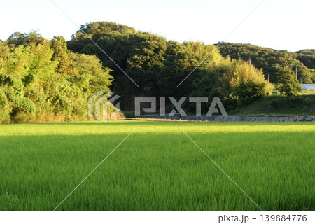 青空の下に広がる田んぼと森の風景 青空の下に広がる田んぼと森の風景 139884776