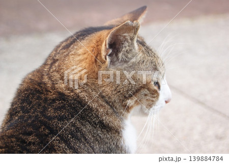屋外で座る猫の横顔の写真 屋外で座る猫の横顔の写真 139884784