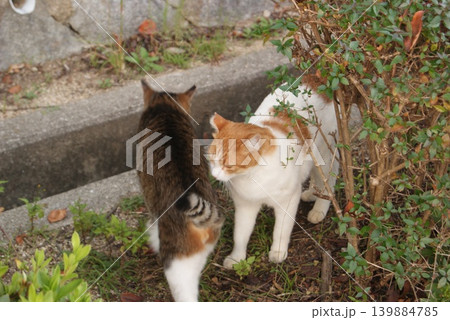 庭で戯れる2匹の猫の風景 庭で戯れる2匹の猫の風景 139884785