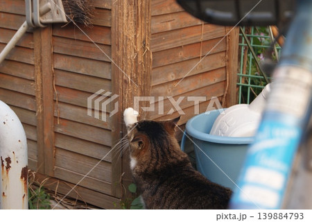 庭の小屋に触れる猫の後ろ姿写真 庭の小屋に触れる猫の後ろ姿写真 139884793