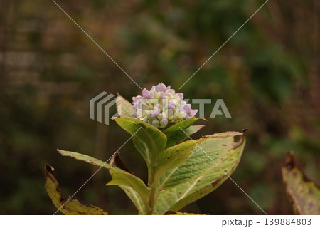 枯葉に囲まれた紫陽花の蕾の風景 枯葉に囲まれた紫陽花の蕾の風景 139884803