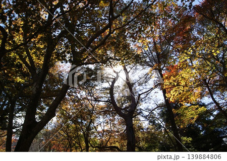 秋の晴れた木々と空の風景写真撮影 秋の晴れた木々と空の風景写真撮影 139884806