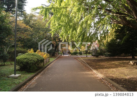 緑の葉が茂る静かな公園道の風景 139884813