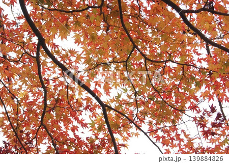 紅葉が広がる木の枝々の景色 紅葉が広がる木の枝々の景色 139884826