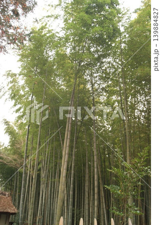 高く伸びた竹林とその静かな雰囲気 高く伸びた竹林とその静かな雰囲気 139884827