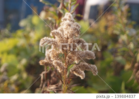 秋の野原で立つ乾燥した植物の姿 秋の野原で立つ乾燥した植物の姿 139884837