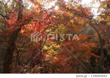 秋の紅葉林にきらめく太陽の輝き 139884842