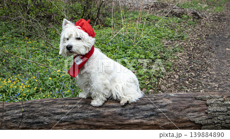 A West Highland White Terrier sits on a log in a spring forest. It wears a red beret and a matching scarf. Flowers bloom around the log, creating a colorful scene during springtime. A West Highland White Terrier sits on a log in a spring forest. It wears a red beret and a matching scarf. Flowers bloom around the log, creating a colorful scene during springtime. 139884890