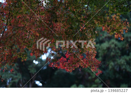 奈良大和路の花の御寺 総本山 長谷寺の紅葉 奈良大和路の花の御寺 総本山 長谷寺の紅葉 139885227