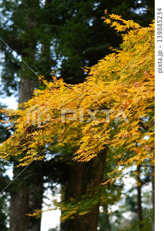 奈良　お寺の紅葉 139885234