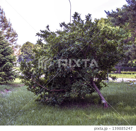 Mespilus germanica ornamental fruit tree in spring garden landscape Mespilus germanica ornamental fruit tree in spring garden landscape 139885247