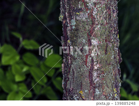 Natural bark texture of Mespilus germanica tree in Nitra botanical garden Natural bark texture of Mespilus germanica tree in Nitra botanical garden 139885248