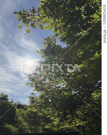 Sunlight through fresh green maple leaves 139885428