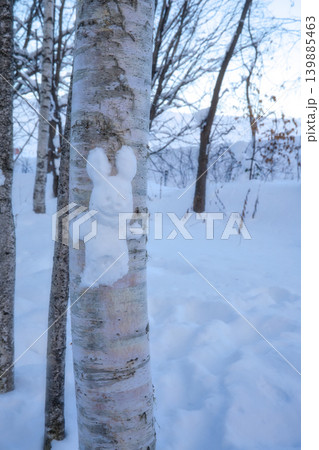 白樺の木に作られた愛らしい手作りの雪うさぎと冬の林 白樺の木に作られた愛らしい手作りの雪うさぎと冬の林 139885463