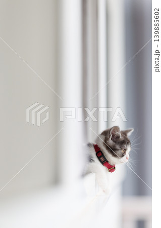 窓辺の子猫 窓辺の子猫 139885602