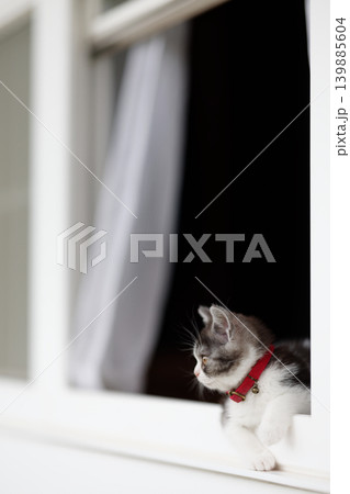 窓辺の子猫 139885604