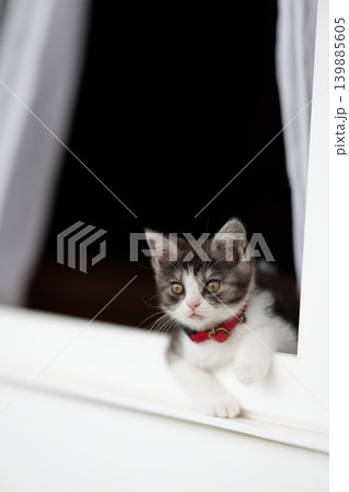 窓辺の子猫 139885605