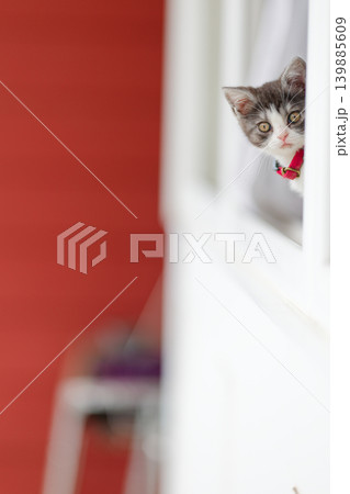 窓辺の子猫 窓辺の子猫 139885609