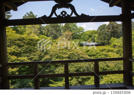 京都の青紅葉(東福寺) 京都の青紅葉(東福寺) 139885806