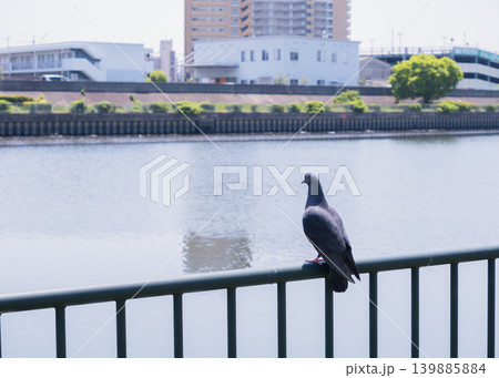 川沿いの手すりに留まり水面を見つめるハト 川沿いの手すりに留まり水面を見つめるハト 139885884