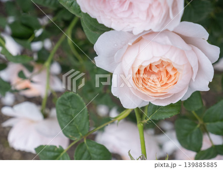 薄いピンク色のグラデーションが綺麗なバラの花 薄いピンク色のグラデーションが綺麗なバラの花 139885885